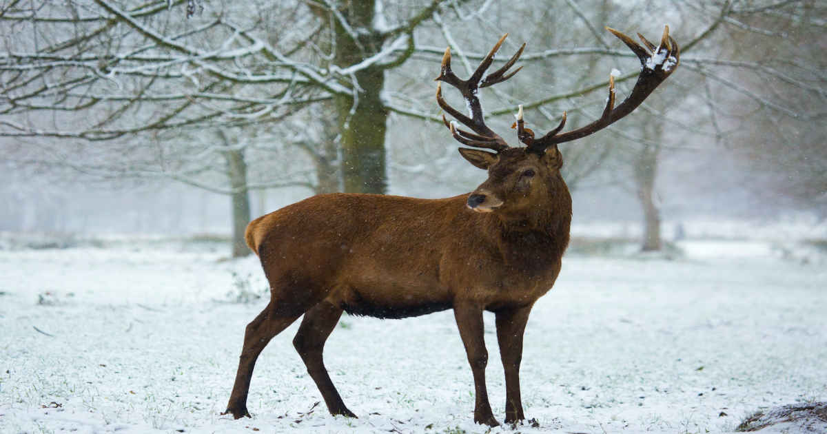 deer in the snow